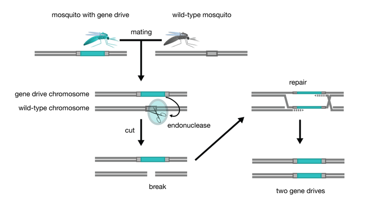 Illustration for article titled Should We Deliberately Edit The Genes Of Wild Animals?